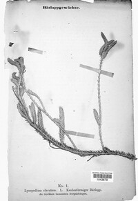 Lycopodium clavatum image